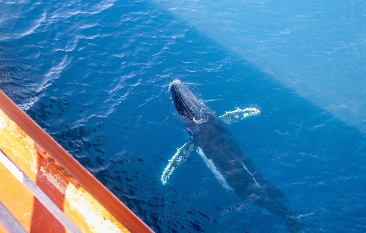 Humpback whale swimming near the side of a ship